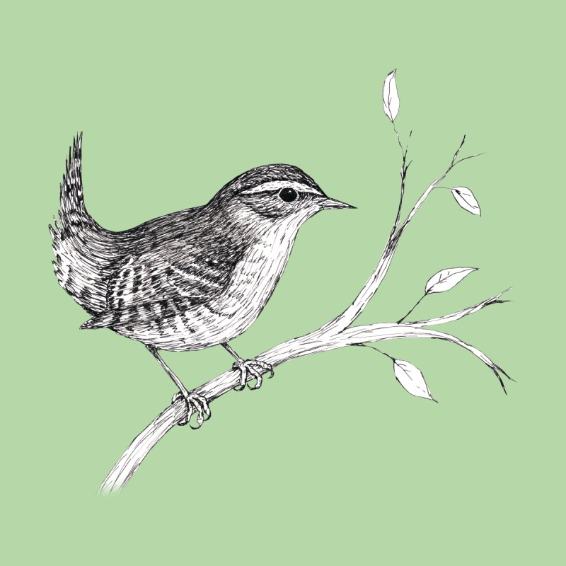A Drawing In Indian Ink Of A Wren